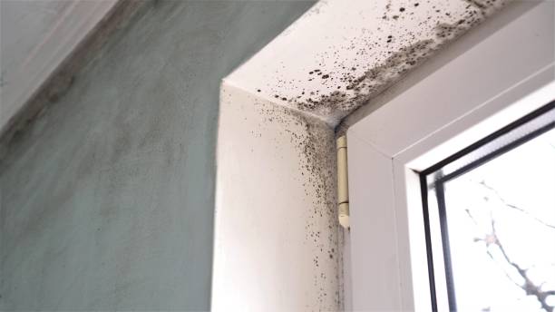 Best Mold Removal Process  in Melbourne Beach, FL