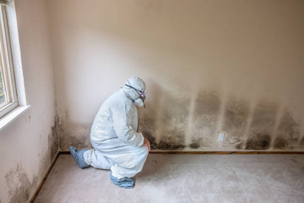 Mold Removal and Inspection in Melbourne Beach, FL