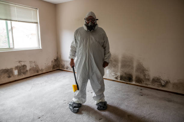 Best Mold Damage Repair  in Melbourne Beach, FL