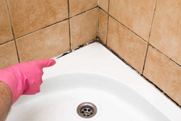 Mold Removal Process in Melbourne Beach, FL