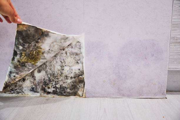 Best Mold Removal Near Me  in Melbourne Beach, FL